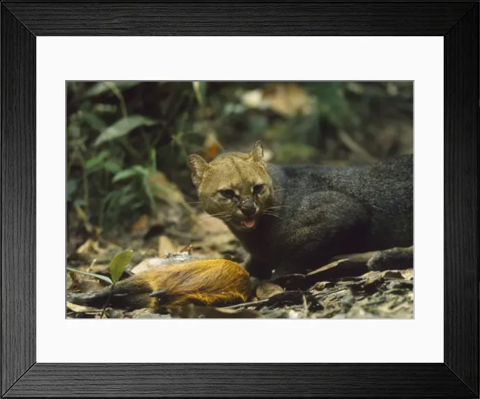 Framed Print : Picture No. 10854147 Framed Print : Picture No. 10854147