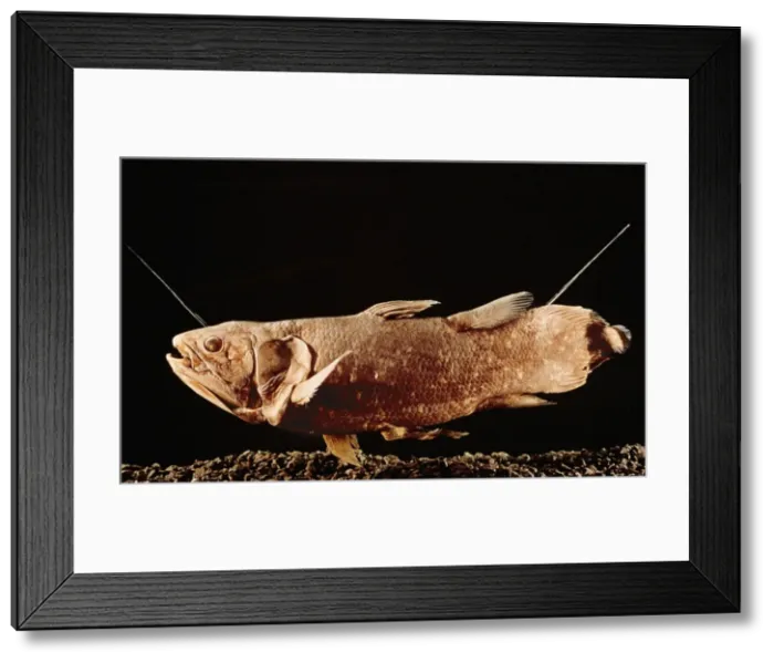 Framed Print : Picture No. 10854197