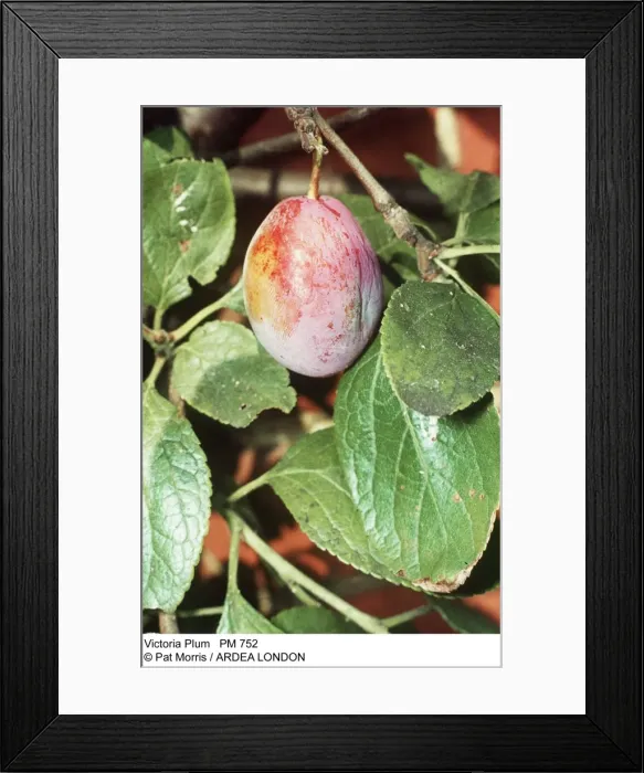 Framed Print : Picture No. 10854239
