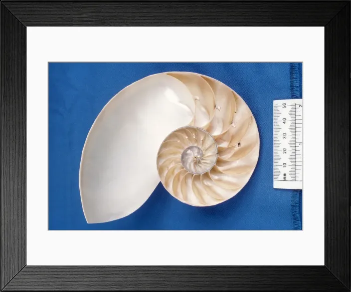 Framed Print : Picture No. 10854200 Framed Print : Picture No. 10854200
