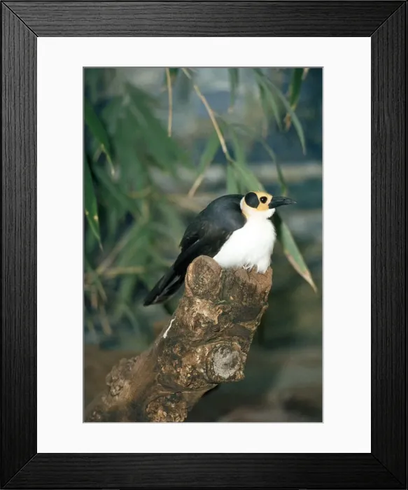 Framed Print : Picture No. 10854265 Framed Print : Picture No. 10854265