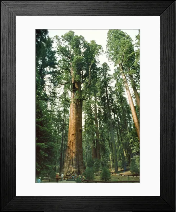 Framed Print : Picture No. 10854250