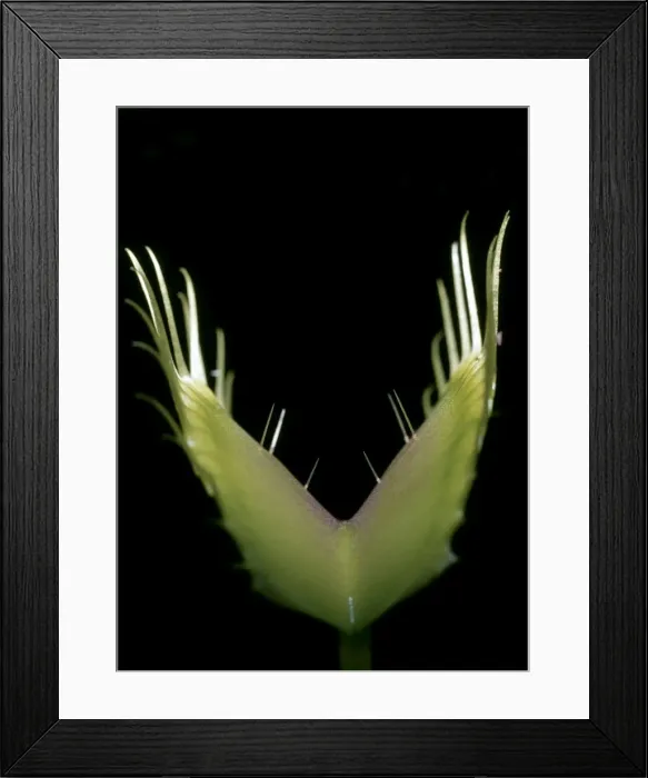 Framed Print : Picture No. 10854304 Framed Print : Picture No. 10854304