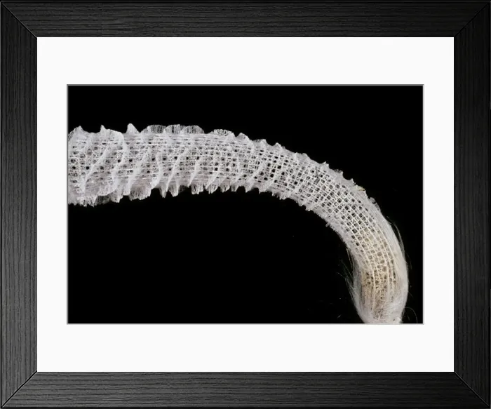 Framed Print : Picture No. 10854313 Framed Print : Picture No. 10854313