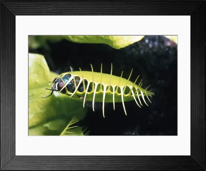 Framed Print : Picture No. 10854303 Framed Print : Picture No. 10854303