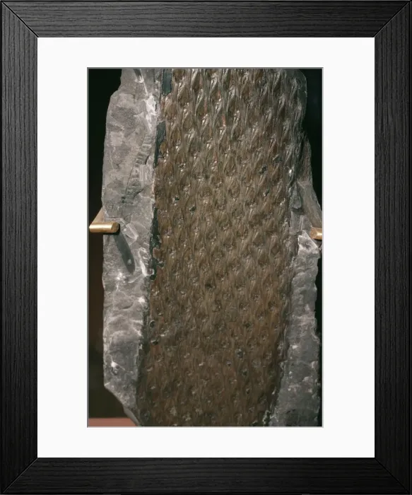 Framed Print : Picture No. 10854379