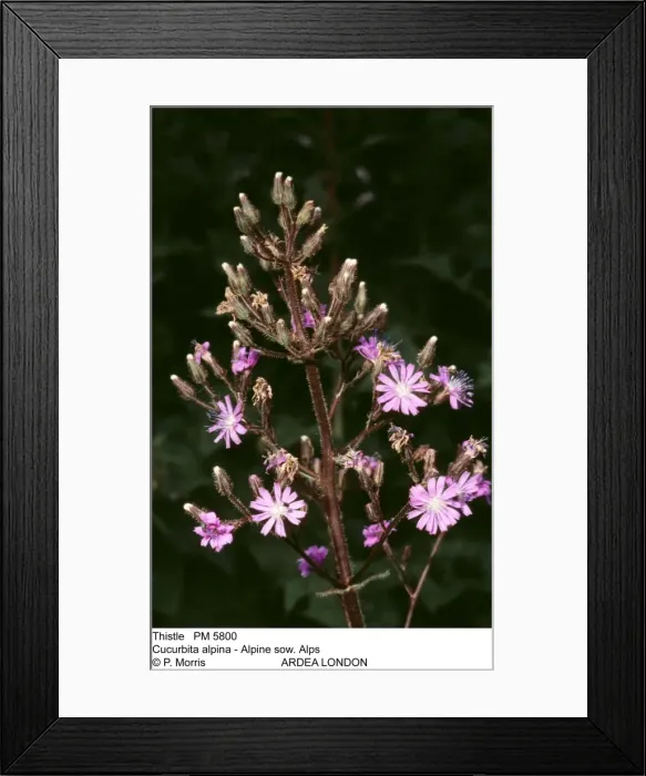 Framed Print : Picture No. 10854423 Framed Print : Picture No. 10854423