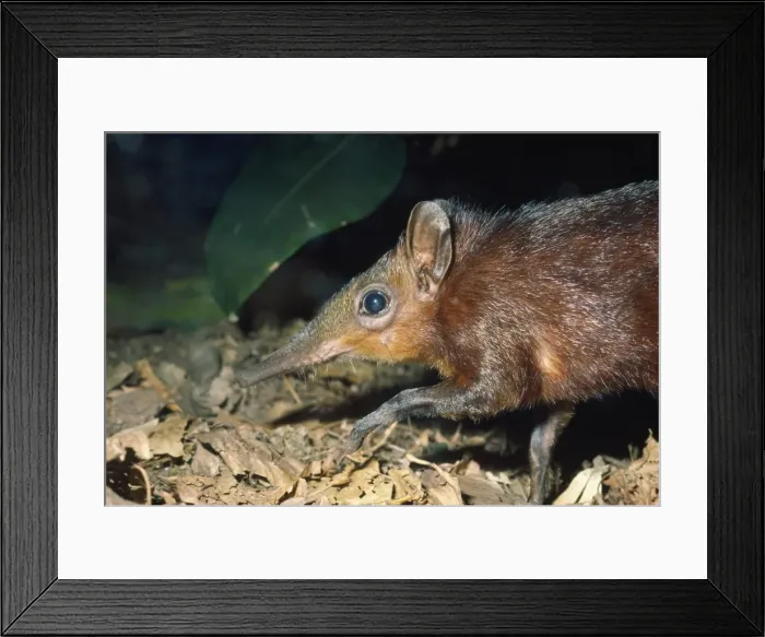 Framed Print : Picture No. 10854409 Framed Print : Picture No. 10854409