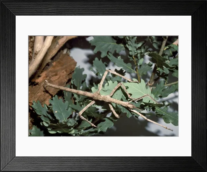Framed Print : Picture No. 10854381 Framed Print : Picture No. 10854381