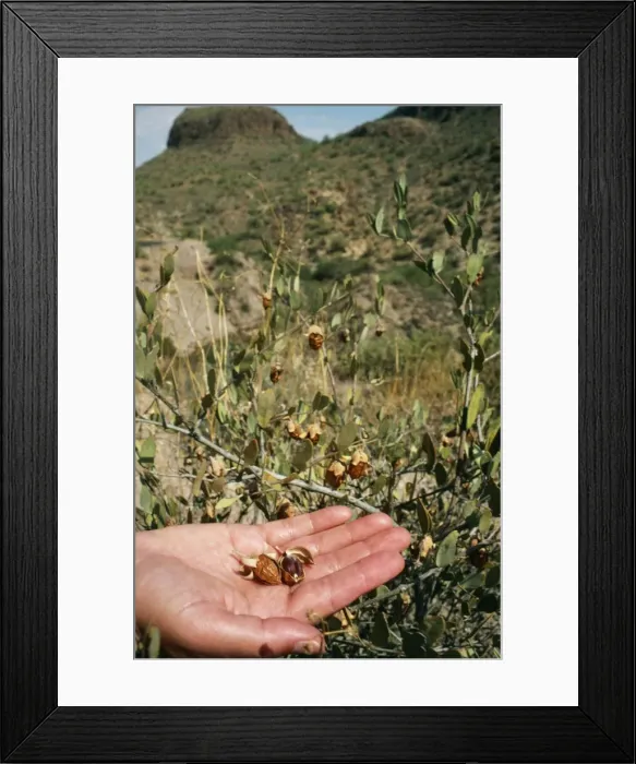 Framed Print : Picture No. 10854476 Framed Print : Picture No. 10854476