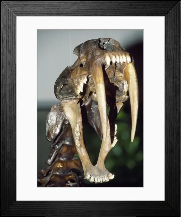 Framed Print : Picture No. 10854482 Framed Print : Picture No. 10854482