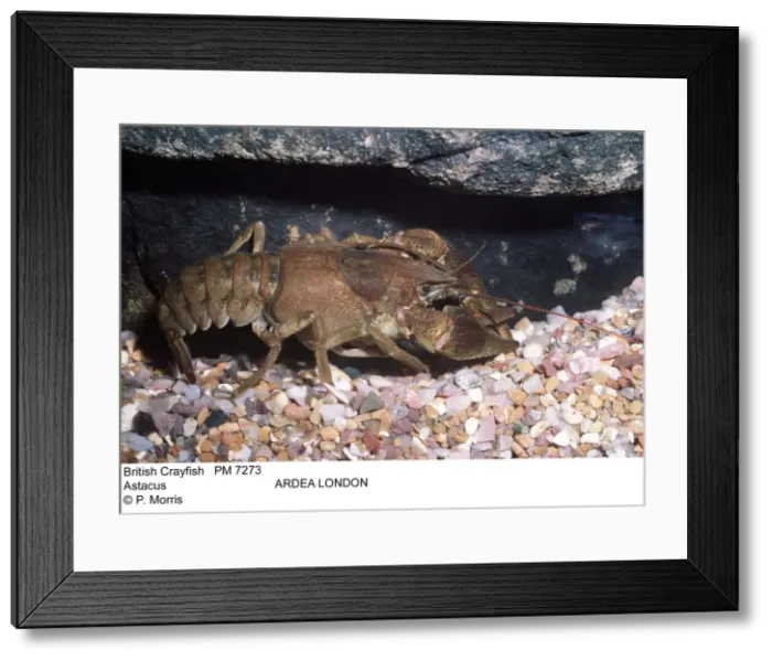 Framed Print : Picture No. 10854531 Framed Print : Picture No. 10854531