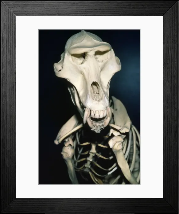 Framed Print : Picture No. 10854456 Framed Print : Picture No. 10854456