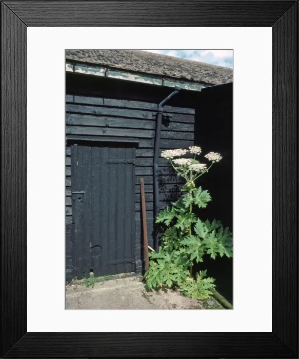 Framed Print : Picture No. 10854533 Framed Print : Picture No. 10854533