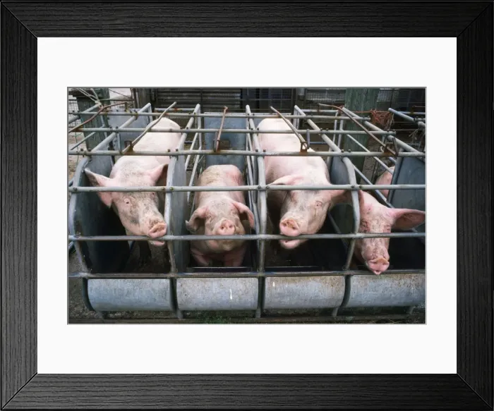 Framed Print : Picture No. 10854520 Framed Print : Picture No. 10854520