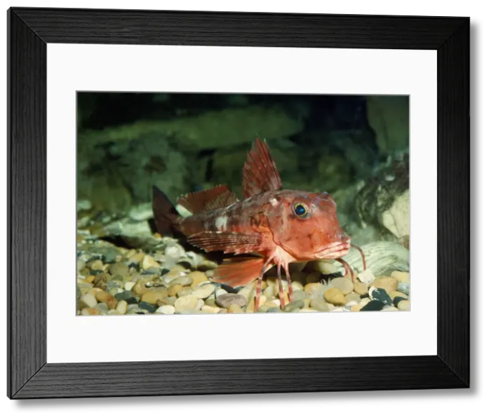 Framed Print : Picture No. 10854537 Framed Print : Picture No. 10854537