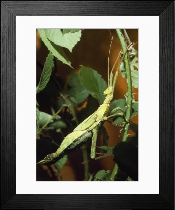 Framed Print : Picture No. 10854532 Framed Print : Picture No. 10854532