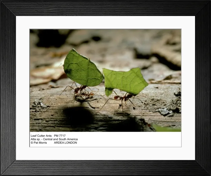 Framed Print : Picture No. 10854567 Framed Print : Picture No. 10854567