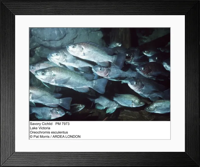 Framed Print : Picture No. 10854586