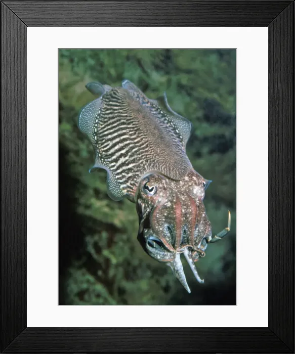 Framed Print : Picture No. 10854592 Framed Print : Picture No. 10854592