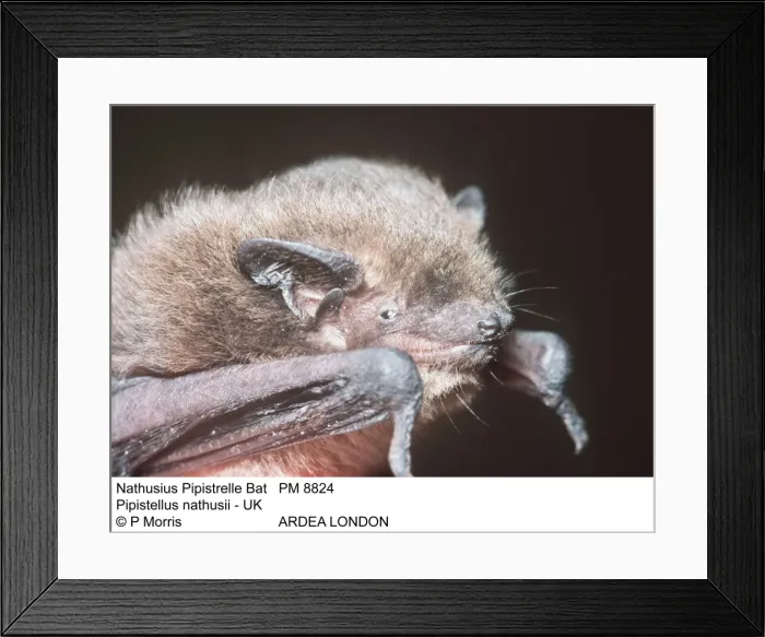 Framed Print : Picture No. 10854641 Framed Print : Picture No. 10854641
