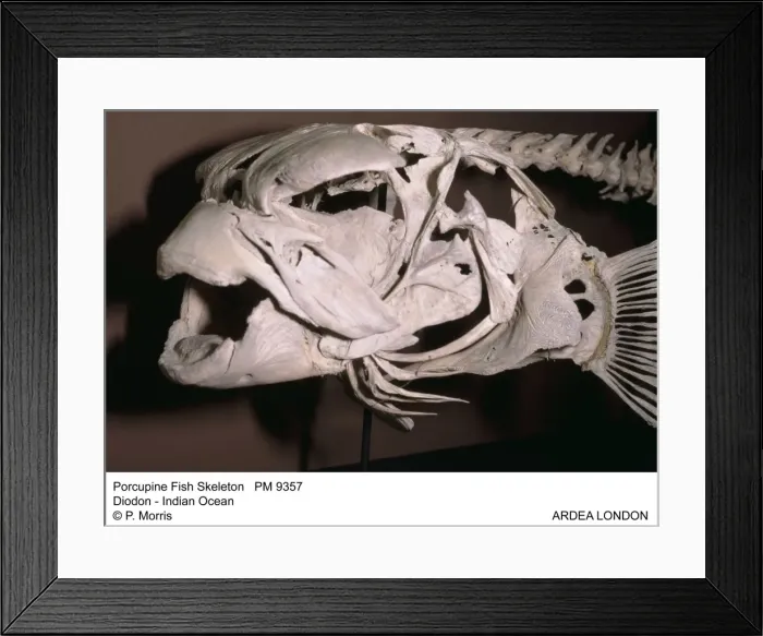Framed Print : Picture No. 10854689 Framed Print : Picture No. 10854689