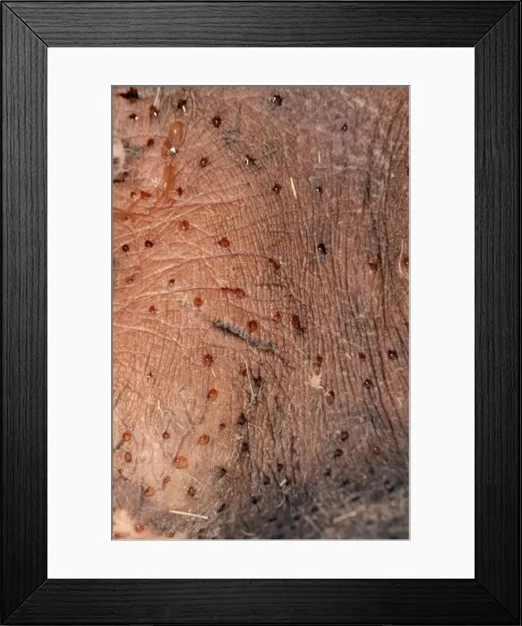 Framed Print : Picture No. 10854664