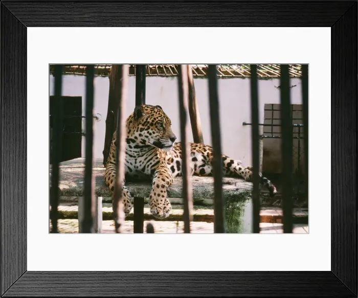 Framed Print : Picture No. 10854601 Framed Print : Picture No. 10854601