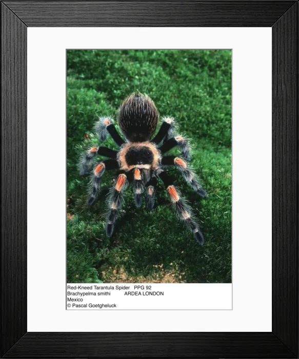 Framed Print : Picture No. 10854711 Framed Print : Picture No. 10854711