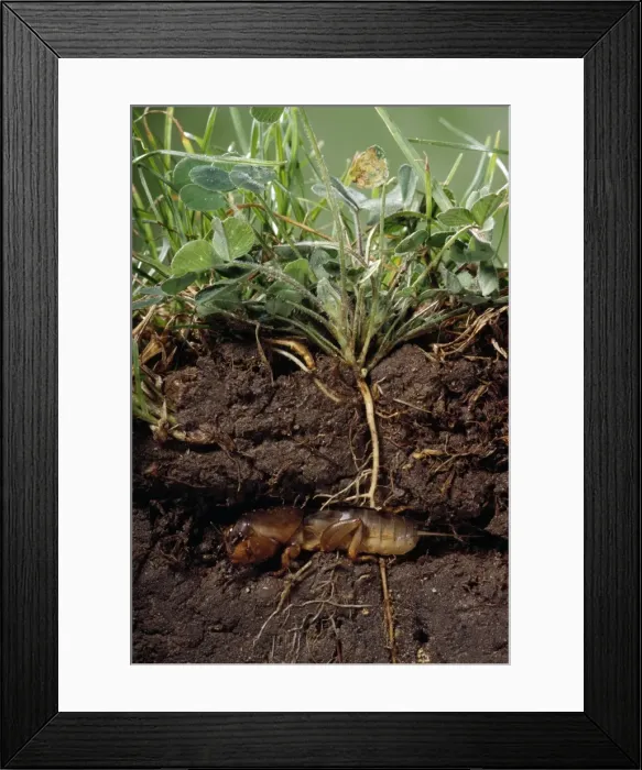Framed Print : Picture No. 10854752 Framed Print : Picture No. 10854752