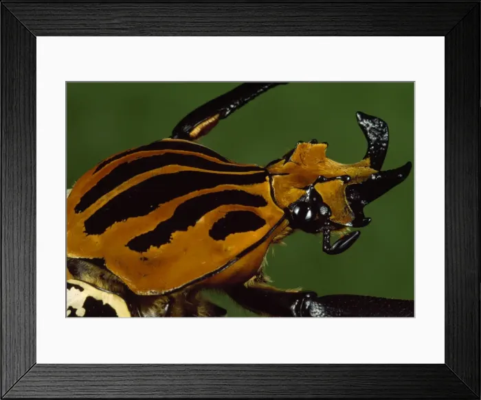 Framed Print : Picture No. 10854720