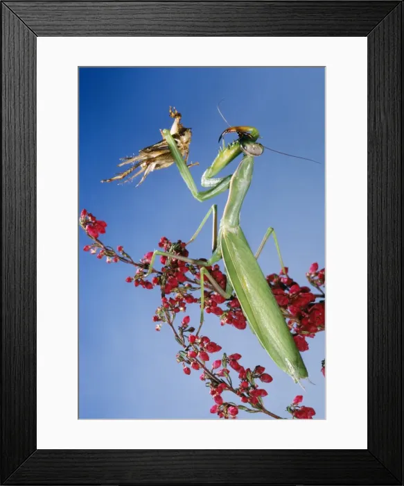Framed Print : Picture No. 10854757 Framed Print : Picture No. 10854757