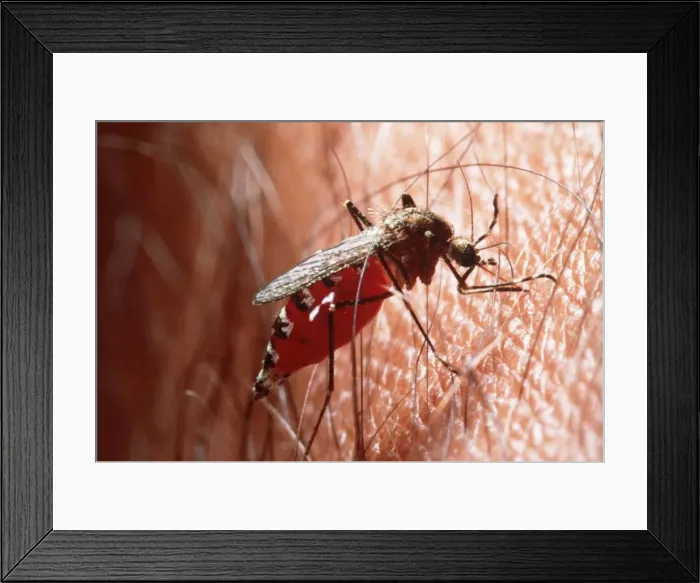 Framed Print : Picture No. 10854785 Framed Print : Picture No. 10854785