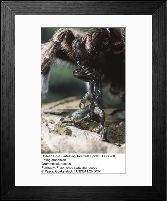 Framed Print : Picture No. 10854820 Framed Print : Picture No. 10854820