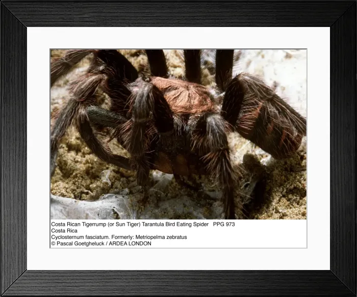 Framed Print : Picture No. 10854821