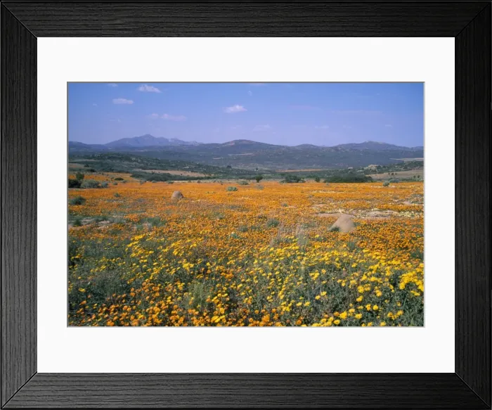Framed Print : Picture No. 10855118