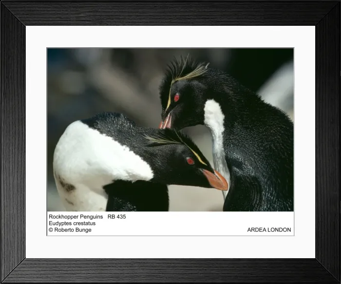 Framed Print : Picture No. 10855159 Framed Print : Picture No. 10855159