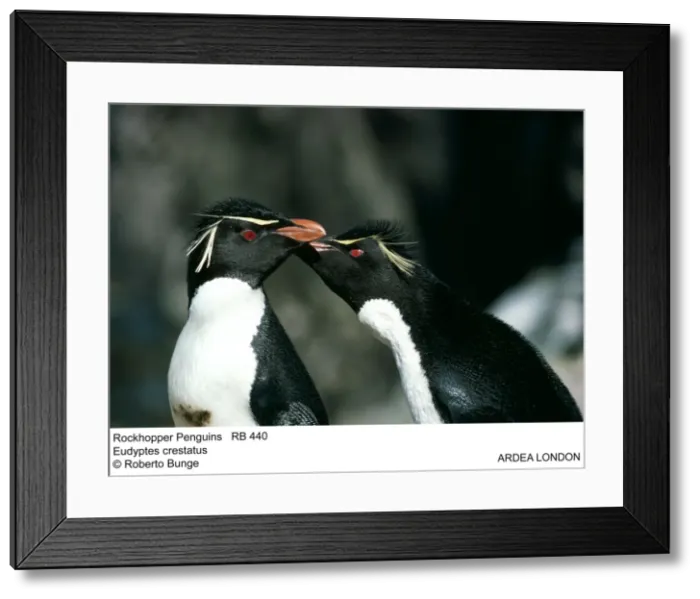 Framed Print : Picture No. 10855160 Framed Print : Picture No. 10855160