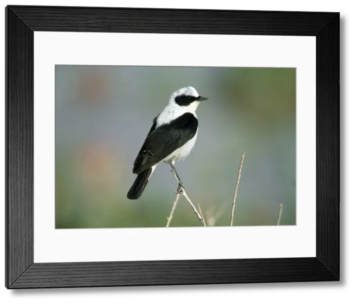 Framed Print : Picture No. 10855161 Framed Print : Picture No. 10855161