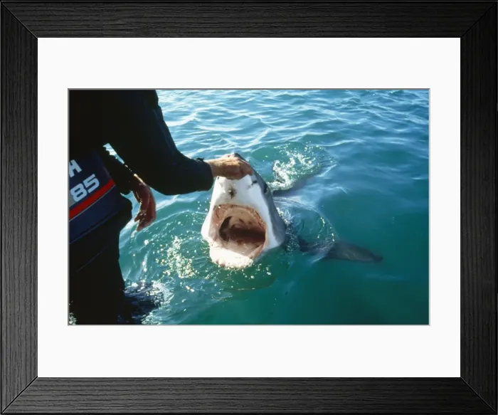 Framed Print : Picture No. 10855143 Framed Print : Picture No. 10855143