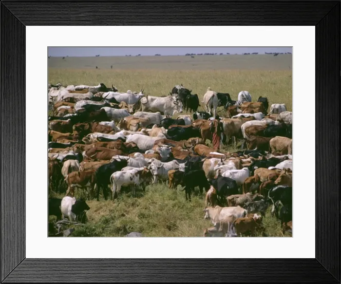 Framed Print : Picture No. 10855154 Framed Print : Picture No. 10855154