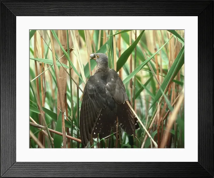 Framed Print : Picture No. 10855196 Framed Print : Picture No. 10855196