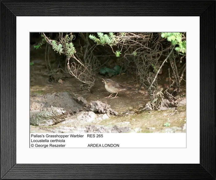 Framed Print : Picture No. 10855197 Framed Print : Picture No. 10855197