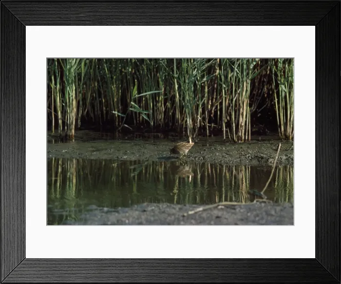 Framed Print : Picture No. 10855204 Framed Print : Picture No. 10855204