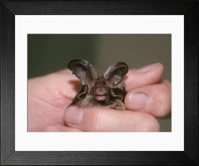Framed Print : Picture No. 10855190 Framed Print : Picture No. 10855190