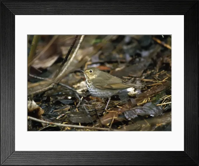 Framed Print : Picture No. 10855189 Framed Print : Picture No. 10855189