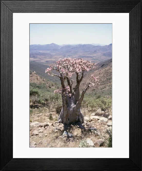 Framed Print : Picture No. 10855215 Framed Print : Picture No. 10855215