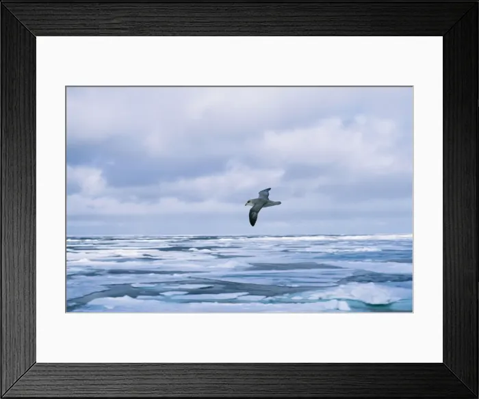 Framed Print : Picture No. 10855223 Framed Print : Picture No. 10855223