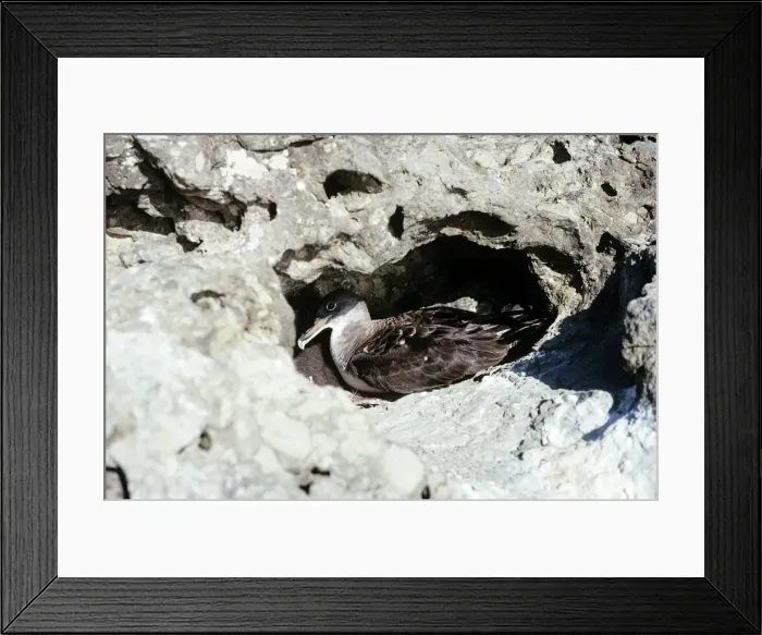 Framed Print : Picture No. 10855211 Framed Print : Picture No. 10855211