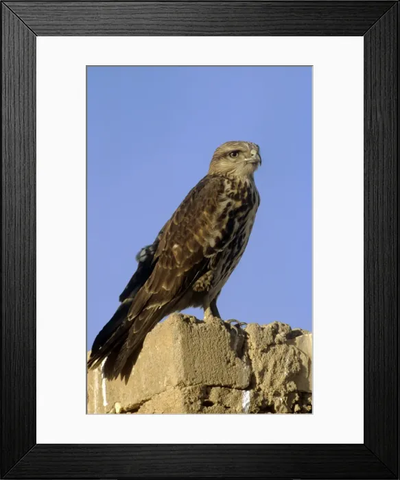 Framed Print : Picture No. 10855229 Framed Print : Picture No. 10855229